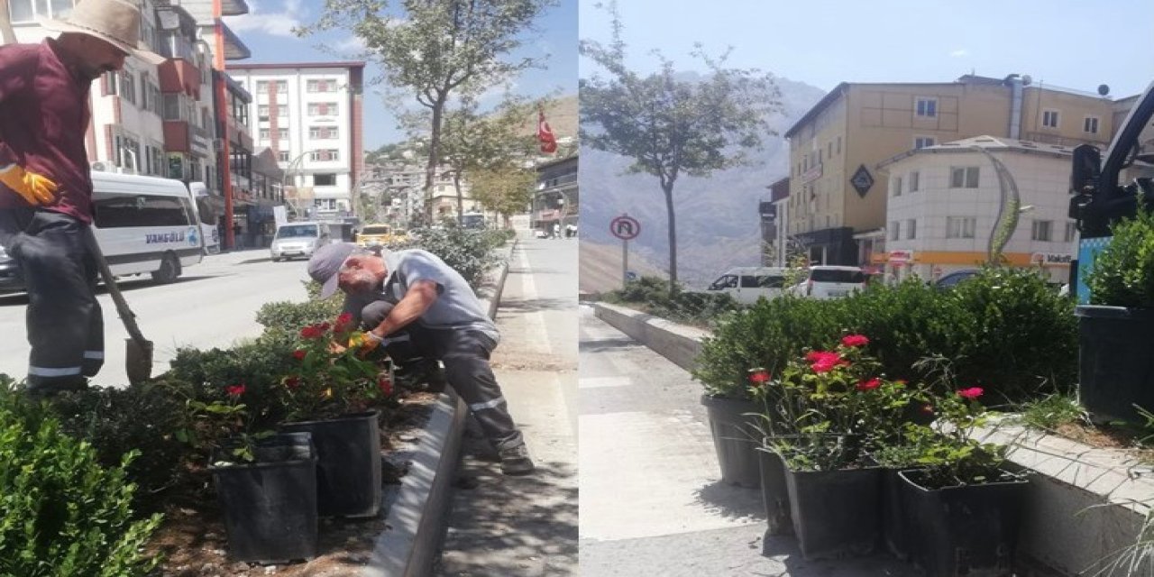 Hakkari Gül ve Şimşirlerle güzelleşiyor