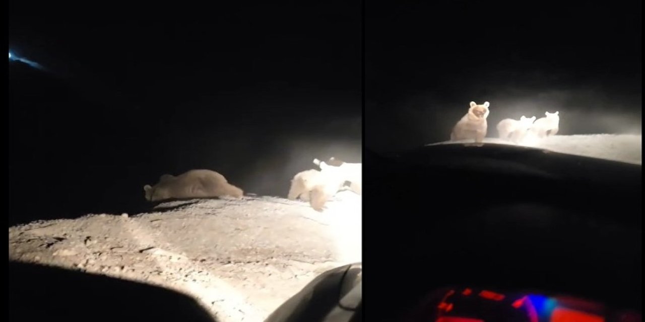 Çukurca’da ayı ailesi görüntülendi