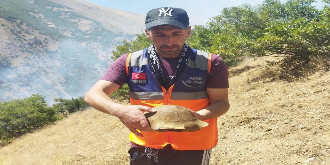 AFAD Gönüllüsü yangında kaplumbağayı kurtardı