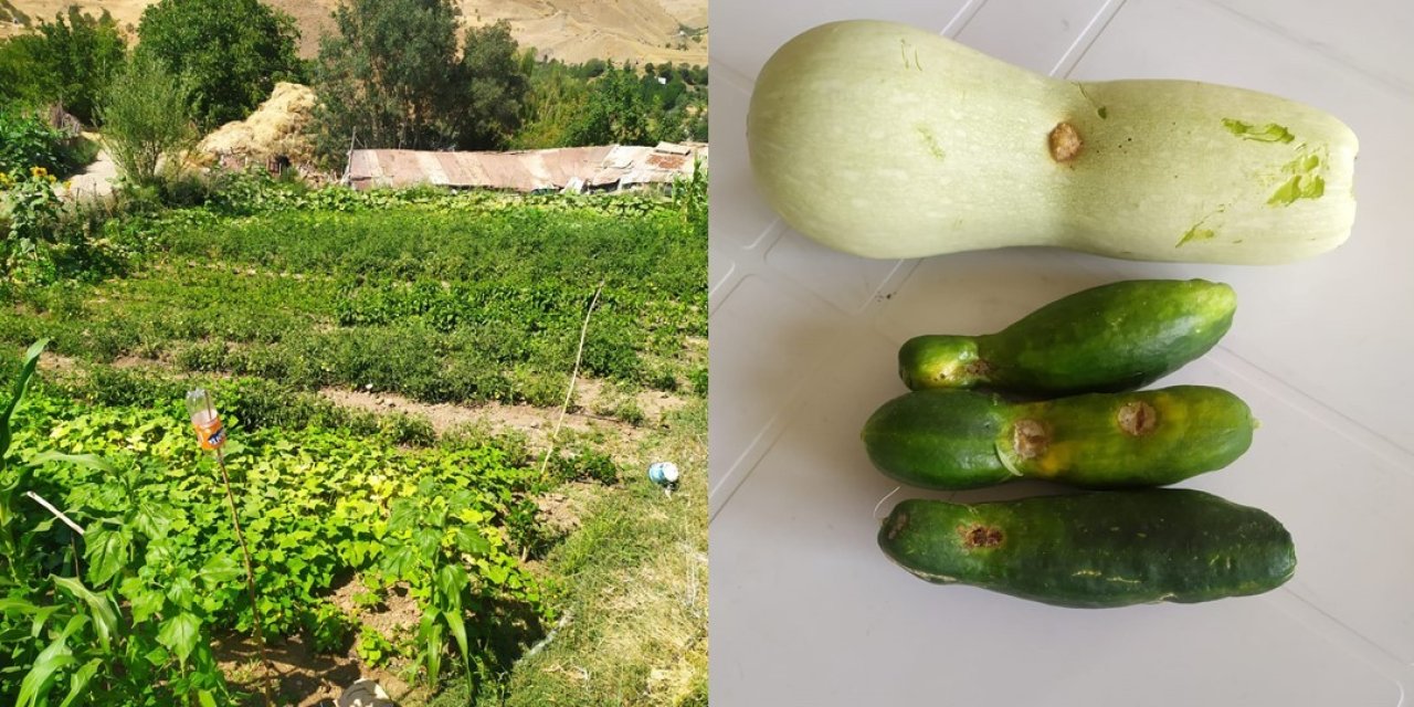 Üzümcü Köyünde sebze kurtlanmasına müdahale