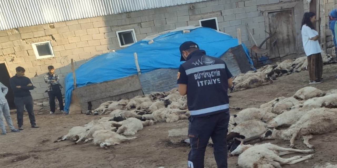 Kurtlar sürüye saldırdı: 111 telef