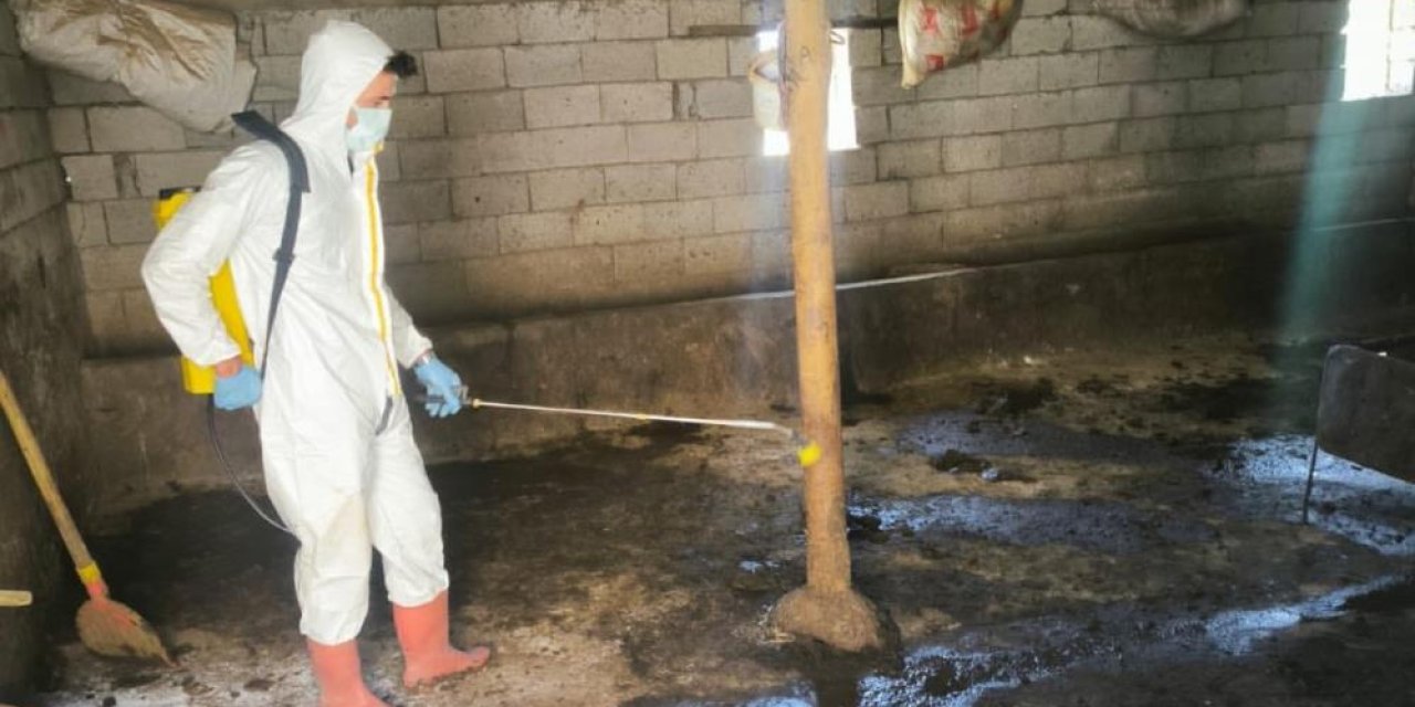 Yüksekova’da hayvan sağlığı çalışması