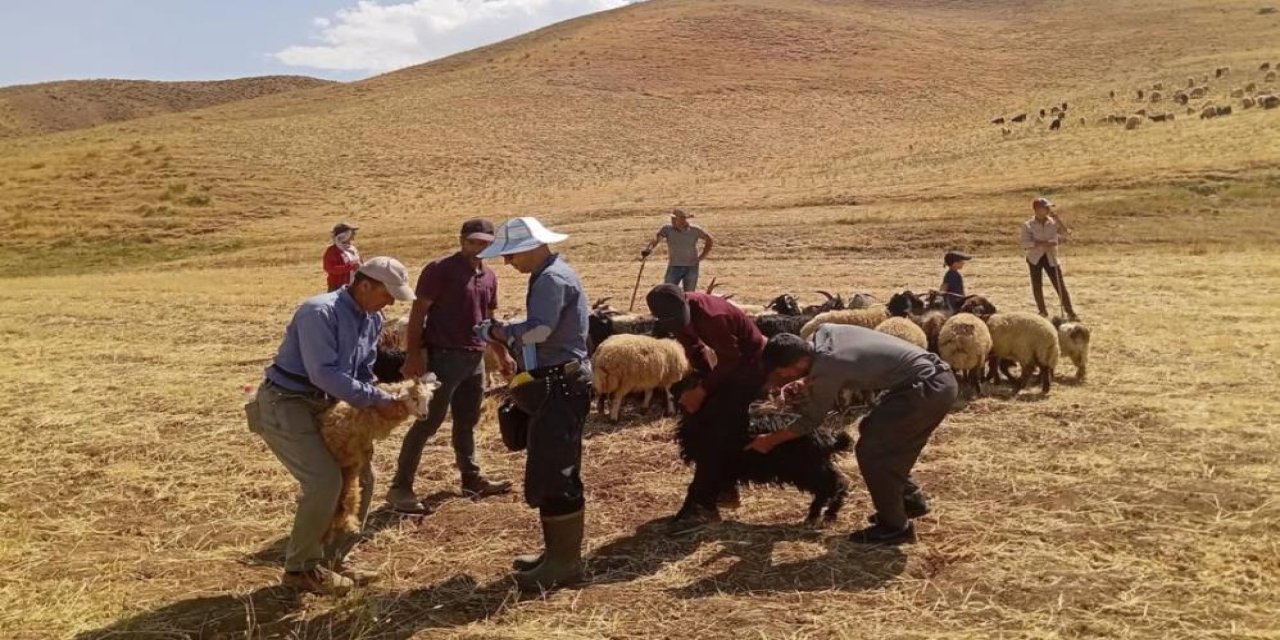 Yüksekova'da hayvan aşılama çalışması sürüyor