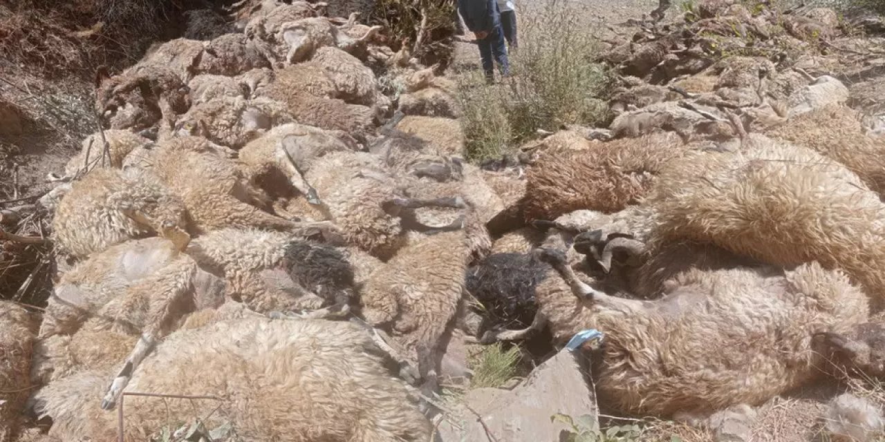 334 koyun uçurumdan atladı