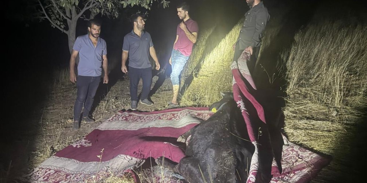 Dağda rahatsızlanan ineği 1 kilometre taşındı