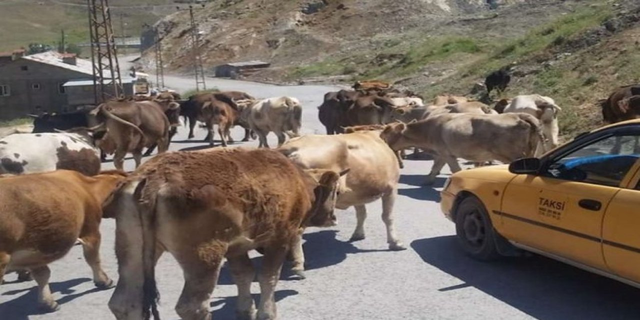 Hakkari Belediyesi’nden hayvan sahiplerine uyarı