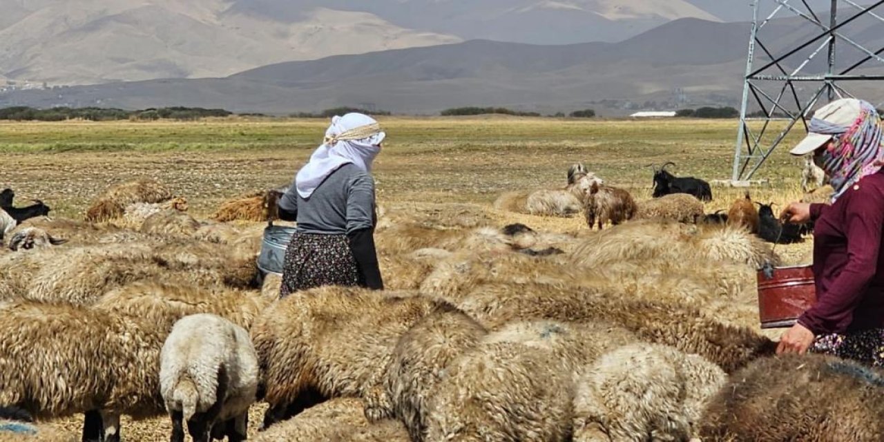 Hakkari'de şap hastalığı kontrol altına alındı