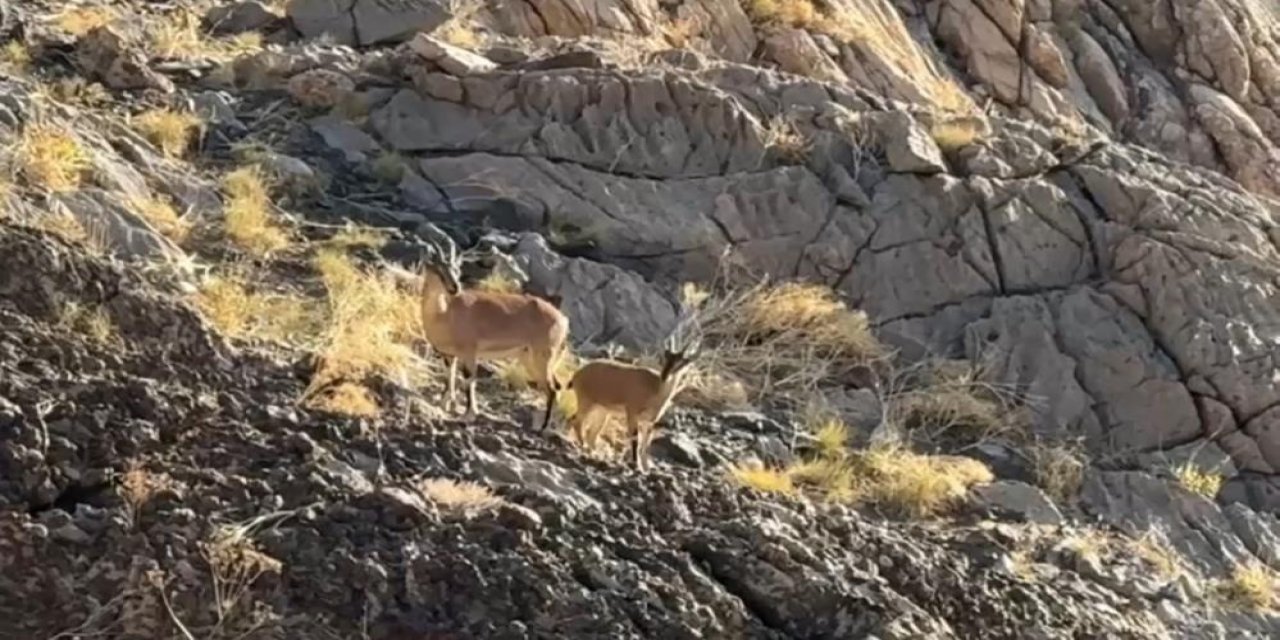 Cilo Dağı'nda dağ keçisi sürprizi