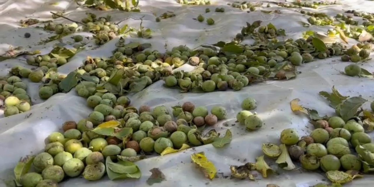 Adilcevaz cevizi hasadı başladı