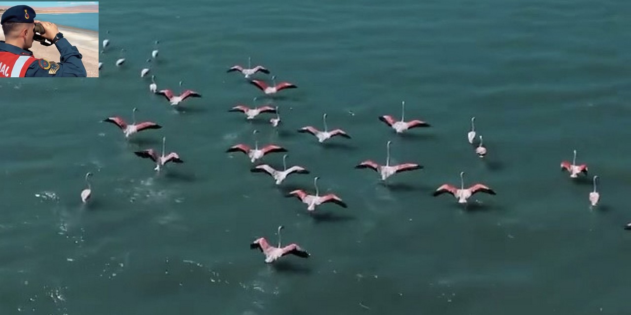 Erçek Gölü’nde flamingo nöbeti