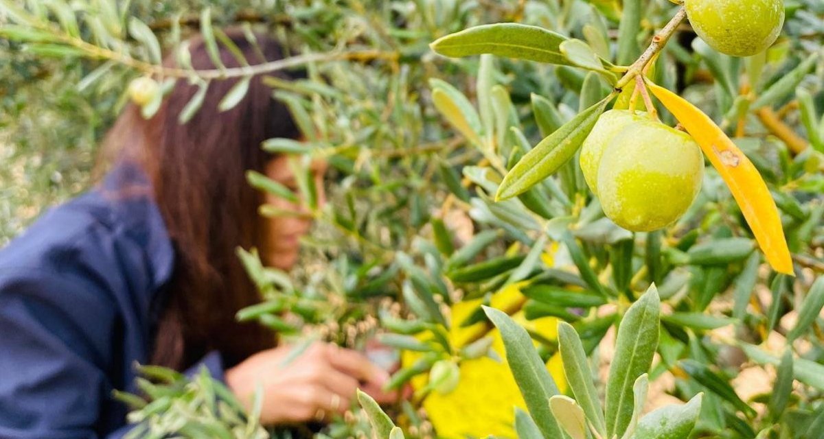 zeytincilere çifte uyarı