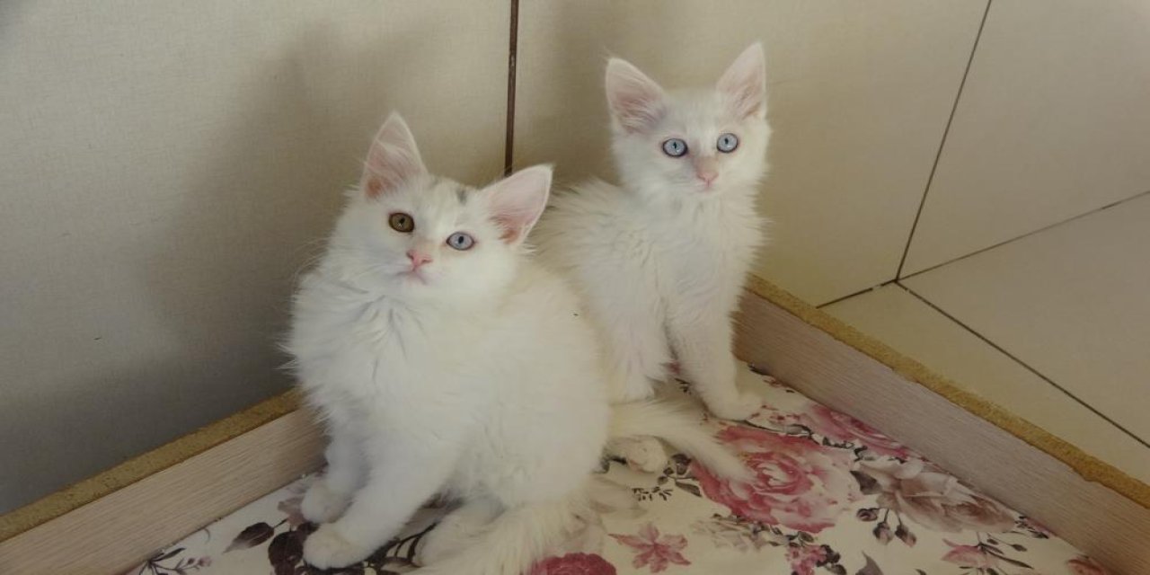 Van kedileri için ‘kırmızı alarm' kaldırıldı