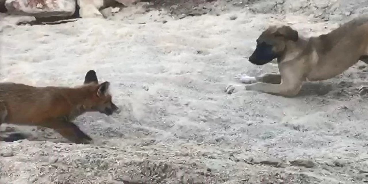 Hakkari'de Tilki ve köpek dostluğu