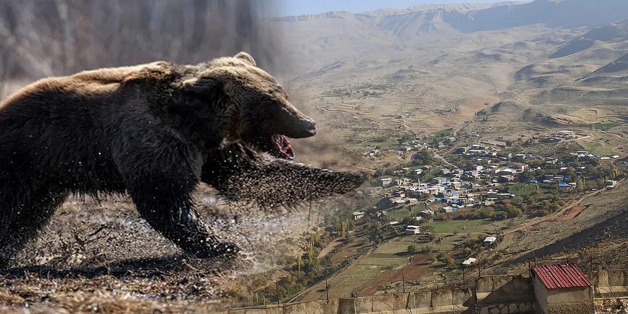 Hakkari Taşlıca köyünde ayı saldırısı