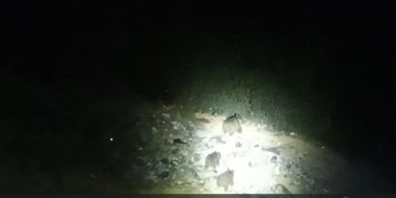 Huzurlu Çukurca'da yaban hayatı yola çıktı