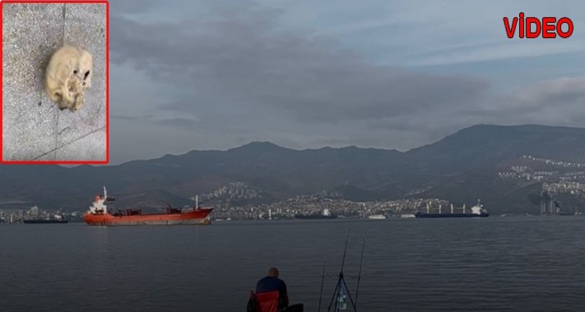 Balıkçının Oltasına Kafatası Takıldı