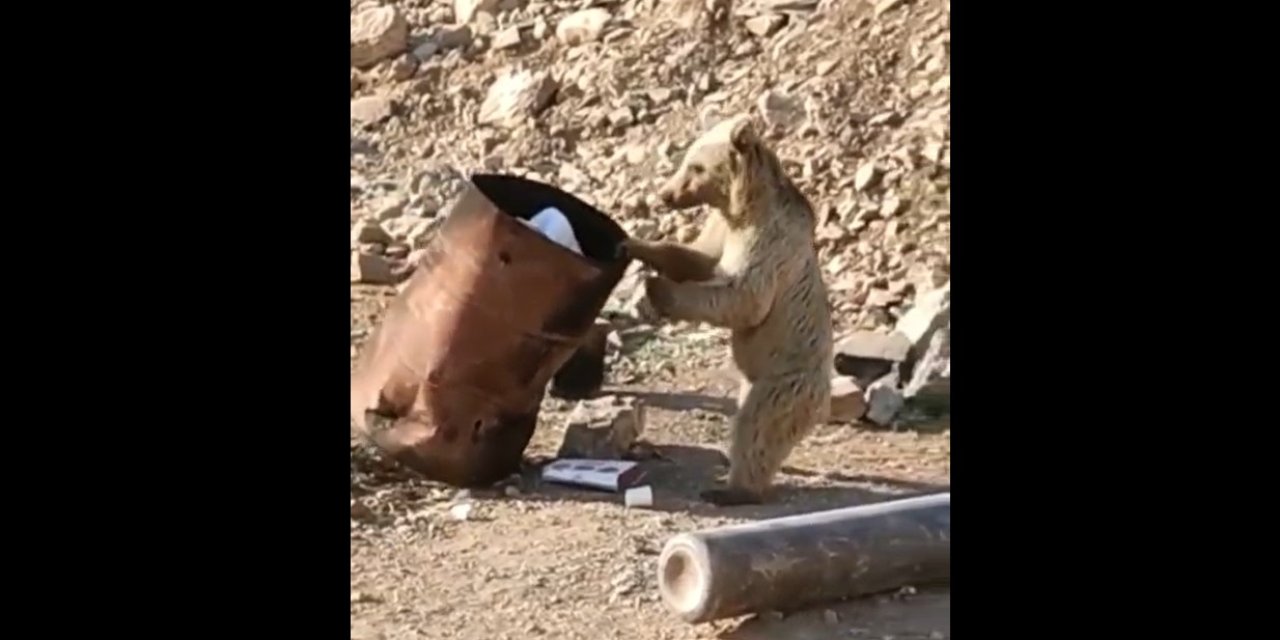 Çukurca’da yiyecek arayan kameraya yansıdı