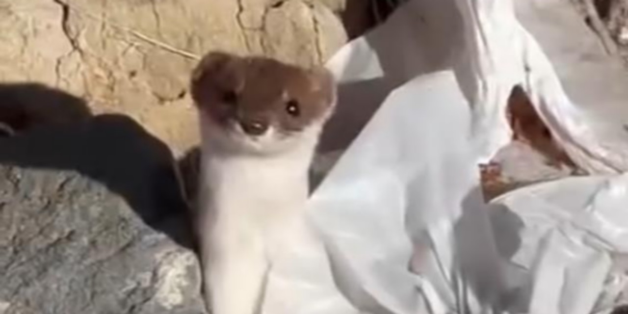 Beyaz gelincik şehir merkezinde görüntülendi