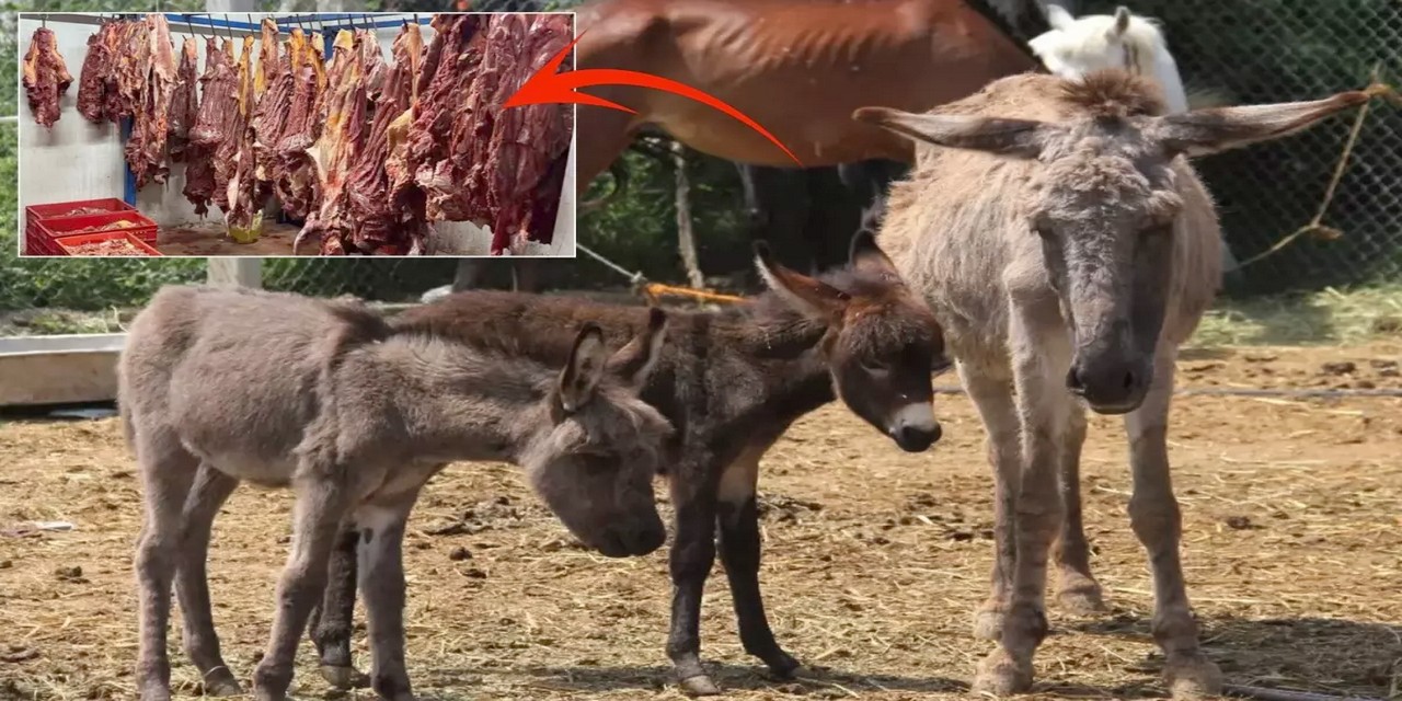 At ve eşek eti yedirilen il belli oldu