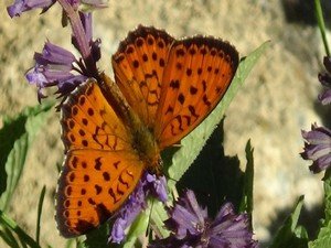 Renkli Kelebek Dünyası