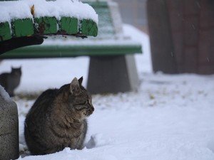 Kartpostallık Görüntüler