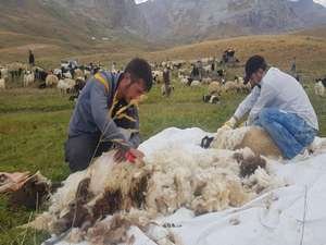 Kuzu kırpma geleneği