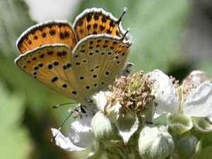 kelebekler risk altında