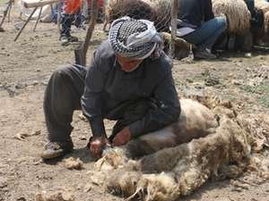 Nebırnav Yaylasında koyun kırpma telaşı