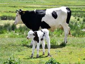 Beytüşşebap'ta yaylalar şenlendi