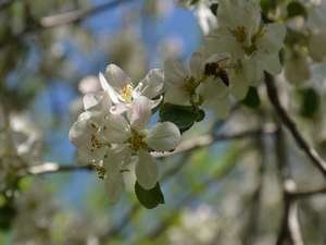 Çiçek açan ağaçlarda görsel şölen