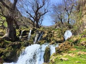 3 asırlık ağaçlar kartpostallık görüntüler