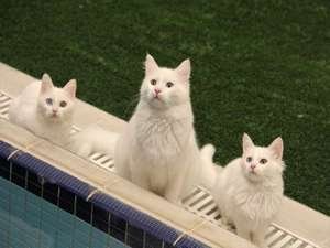 Van kedileri göz kamaştırıyor