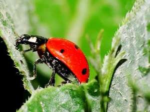 Doğanın küçük canlıları