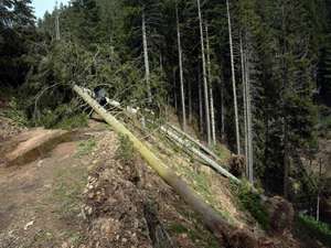Ağaçlar fırtınanın şiddetine dayanamadı