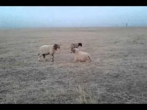 Koçlar sürü liderliği için dövüştü