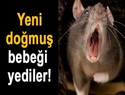 Fareler bebeği yedi