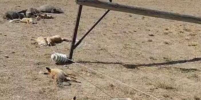 Düşen enerji hattı yaban hayvanlarını öldürdü