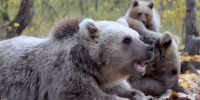 Kırsalın hızla boşalması yaban hayvanlarını etkiliyor