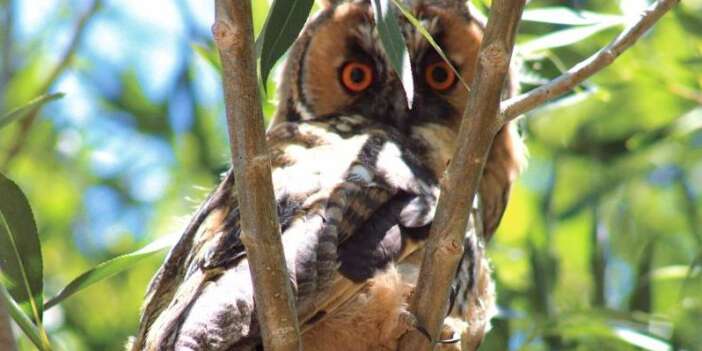Sayıları giderek azalan kulaklı orman baykuşu görüntülendi