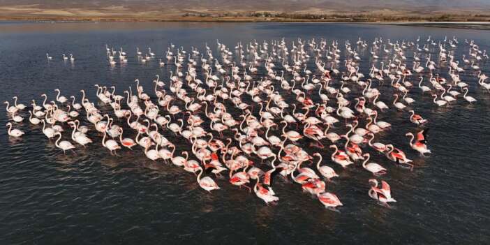 Erçek Gölü, flamingoları ağırlamaya devam ediyor