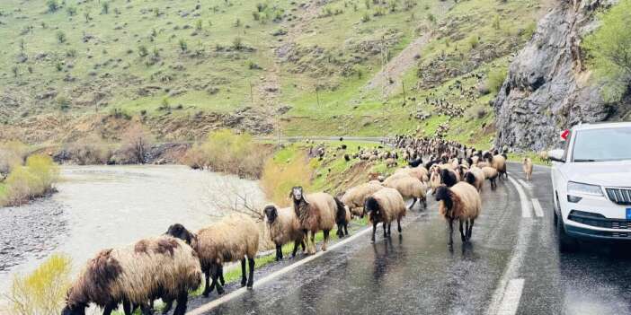 1 milyonun üzerinde küçükbaş, yaylalardan ovalara iniyor