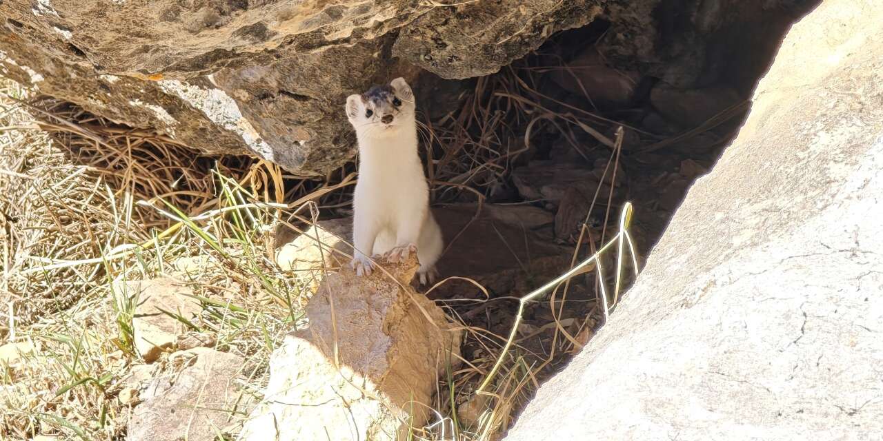 Hakkarili Dağcılar nesli tükenen gelincik görüntüledi