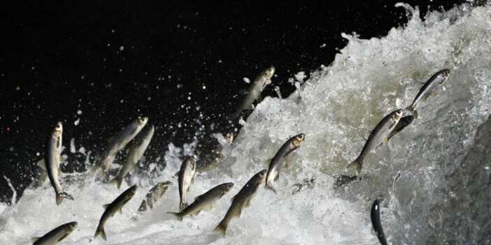 İnci kefalinin nesli ciddi tehdit altında