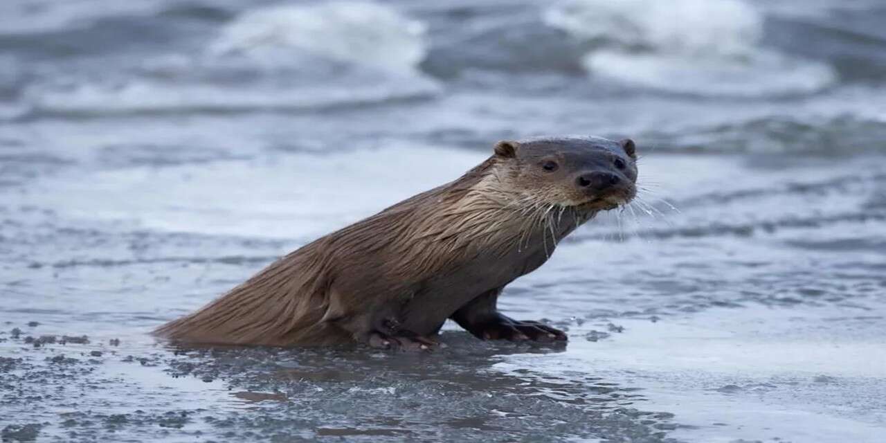 Zap’ta Su Samuru Sürprizi