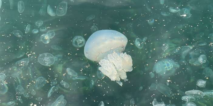 Kuleli Sahili Denizanasıyla Kaplandı