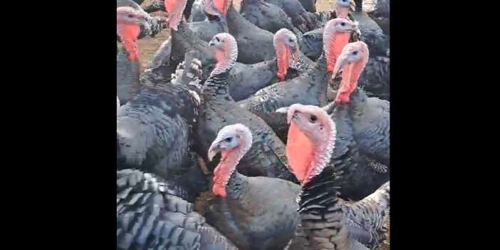 Hakkari ve Yüksekova’da 10 kiloluk Hindiler satışa çıktı