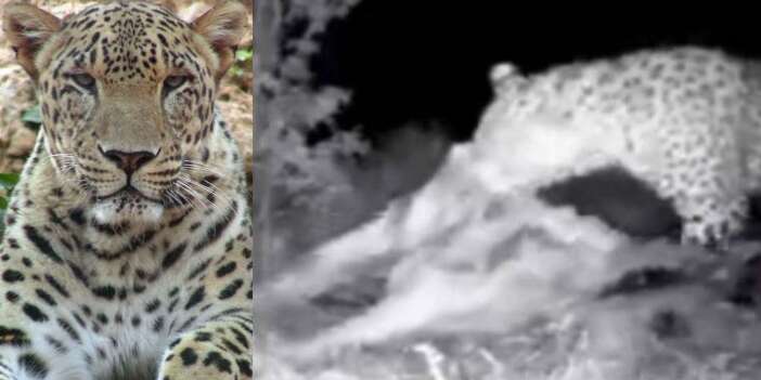 Şaho Dağları'nda, Zagros kaplanı görüntülendi