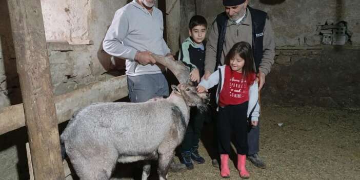 Yaralı halde buldukları dağ keçisine ‘Garip’ adını verdiler