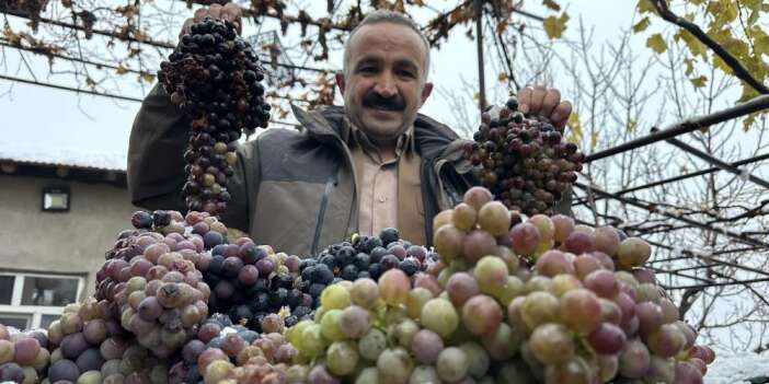 Aktütün'de kışlık üzüm dalından koparıldı