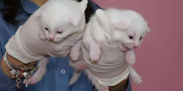 Kedi Villasında bu yıl 120 yavru dünyaya geldi